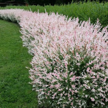 Kārkls, gludmalu ,,Hakuro nishiki,, /salix integra/ - C2,5 kont.
