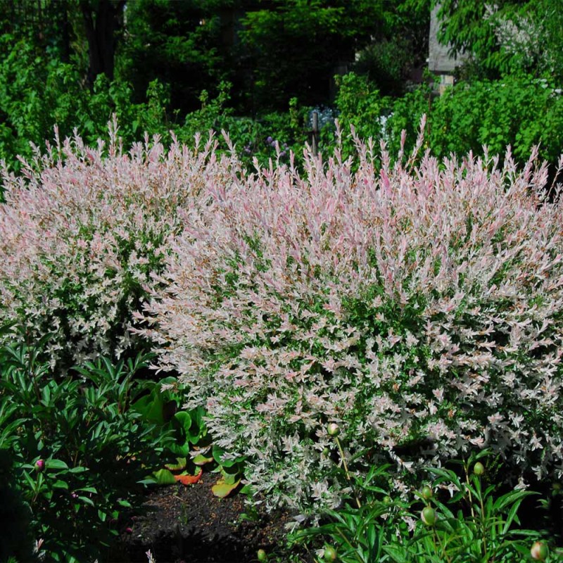 Kārkls, gludmalu ,,Hakuro nishiki,, /salix integra/ - C2,5 kont.
