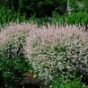 Kārkls, gludmalu ,,Hakuro nishiki,, /salix integra/ - C2,5 kont.