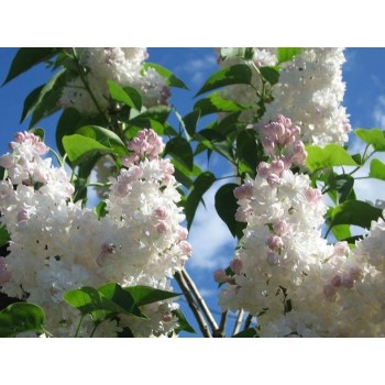 Alyva 'Beauty of Moscow' ('Krasavitsa Moskwy') /Syringa vulgaris/ - C3 kont.