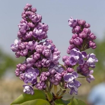 Alyva ,,Pamiec o Wawilowie,, /syringa vulgaris/ - C3 kont.