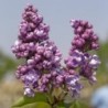 Alyva ,,Pamiec o Wawilowie,, /syringa vulgaris/ - C3 kont.