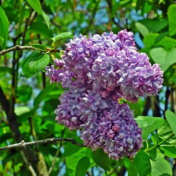 Alyva ,,Pamiec o Wawilowie,, /syringa vulgaris/ - C3 kont.
