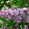 Alyva ,,Pamiec o Wawilowie,, /syringa vulgaris/ - C3 kont.