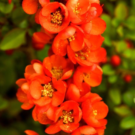 Svarainis "Sargentii" /chaenomeles japonica/ - C2 kont.