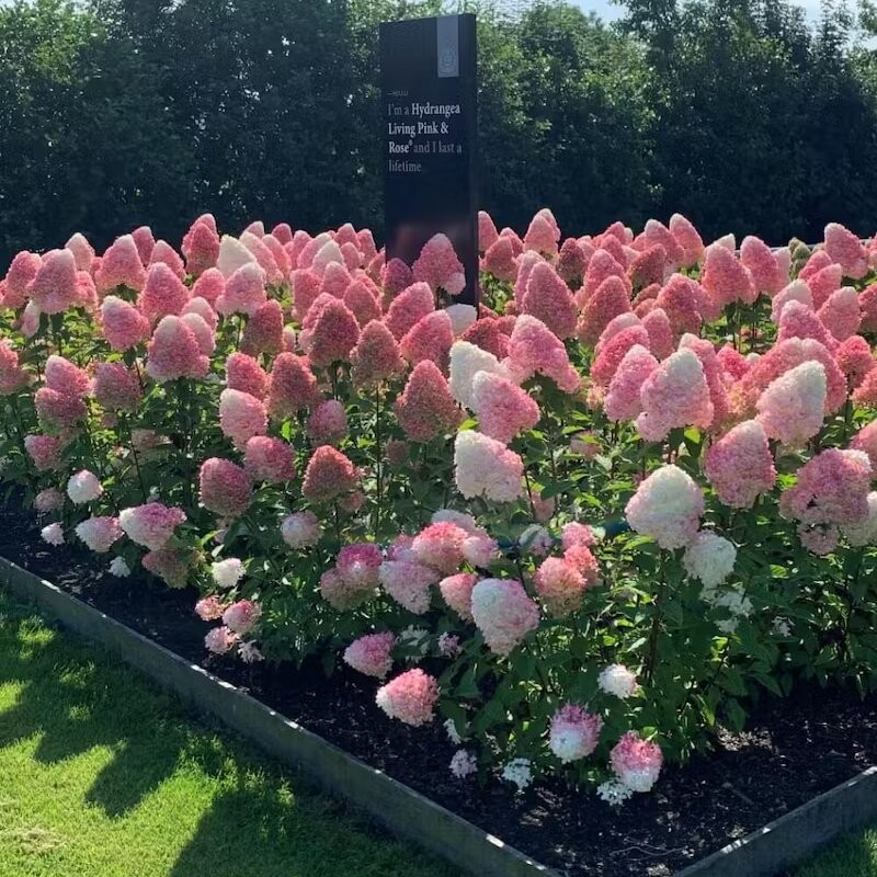 Skarainā hortenzija ,,Living Pink & Rose,, /Hydrangea paniculata/ - C2,5 kont.