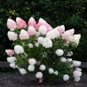 Skarainā hortenzija ,,Living Pink & Rose,, /Hydrangea paniculata/ - C2,5 kont.