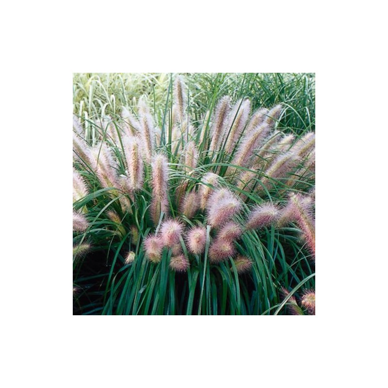 Spalvzāle, lapsastu 'Red Head'/Pennisetum alepecuroides/ C4 kont.