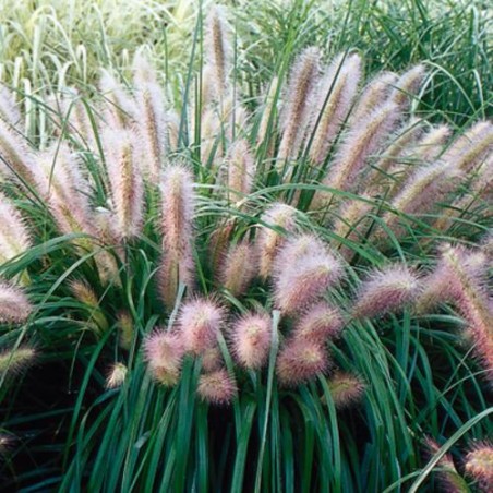 Spalvzāle, lapsastu 'Red Head'/Pennisetum alepecuroides/ C4 kont.