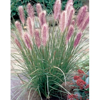 Spalvzāle, lapsastu 'Red Head'/Pennisetum alepecuroides/ C4 kont.