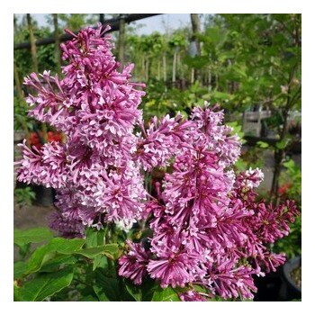 Alyva 'Redwine' /Syringa/ - C3 kont.