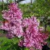 Alyva 'Redwine' /Syringa/ - C3 kont.