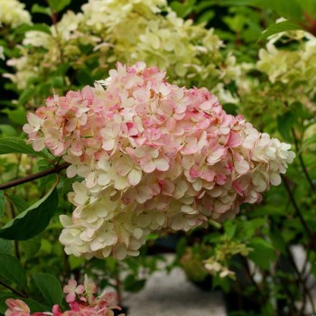 Hortenzija, šluotelinė ,,Phantom,, /Hydrangea paniculata/ - C3 kont.