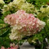 Hortenzija, šluotelinė ,,Phantom,, /Hydrangea paniculata/ - C3 kont.