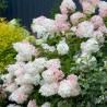 Hortenzija, šluotelinė ,,Phantom,, /Hydrangea paniculata/ - C3 kont.