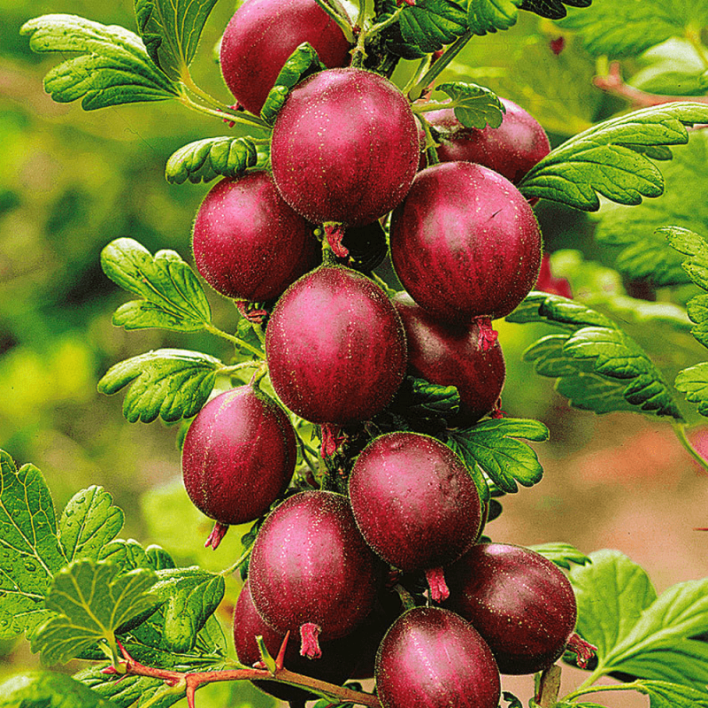 Ērkšķoga "Hinnonmaki Rod" /ribes uva-crispa/ - C3 kont.