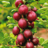 Ērkšķoga "Hinnonmaki Rod" /ribes uva-crispa/ - C3 kont.