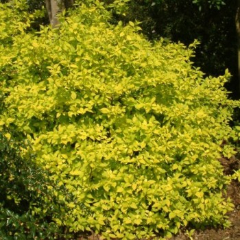 Filadelfas – jazminas ,,Aureus,, /philadelphus coronarius/ - C2, C3 kont.