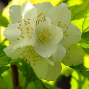 Filadelfas – jazminas ,,Aureus,, /philadelphus coronarius/ - C2, C3 kont.