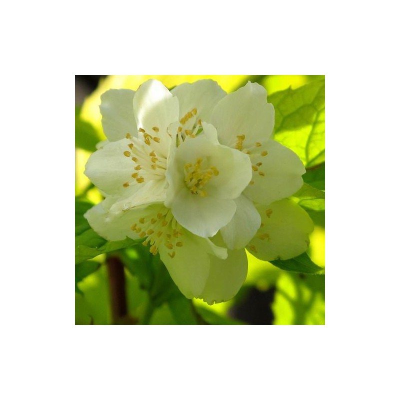 Filadelfas – jazminas ,,Aureus,, /philadelphus coronarius/ - C2, C3 kont.
