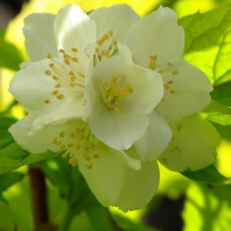 Filadelfas – jazminas ,,Aureus,, /philadelphus coronarius/ - C2, C3 kont.