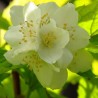 Filadelfas – jazminas ,,Aureus,, /philadelphus coronarius/ - C2, C3 kont.