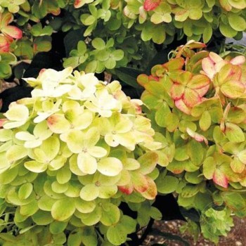 Hortenzija, šluotelinė ,,Graffiti,, /Hydrangea paniculata/  - C3 kont.