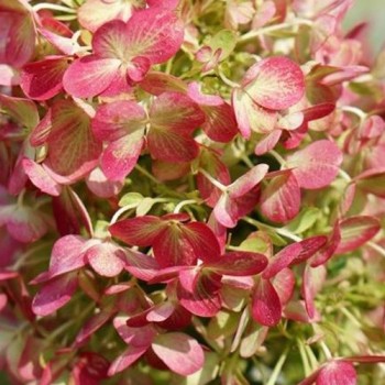 Hortenzija, skarainā ,,Graffiti,, /Hydrangea paniculata/  - C3 kont.