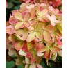Hortenzija, skarainā ,,Graffiti,, /Hydrangea paniculata/  - C3 kont.