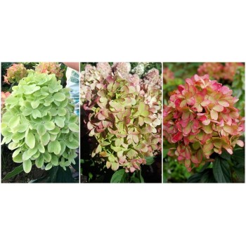 Hortenzija, skarainā ,,Graffiti,, /Hydrangea paniculata/  - C3 kont.