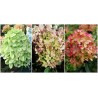 Hortenzija, skarainā ,,Graffiti,, /Hydrangea paniculata/  - C3 kont.
