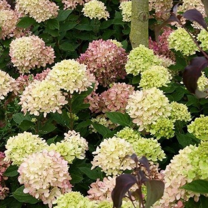 Skarainā hortenzija ,,Graffiti,, /Hydrangea paniculata/  - C3 kont.