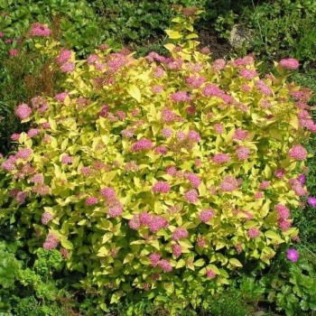 Lanksva, japoninė 'Golden Princess'/Spiraea japonica/ - C3 kont.