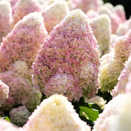 Skarainā hortenzija ,,Living Candy Love,, /Hydrangea paniculata/ - C5 kont.