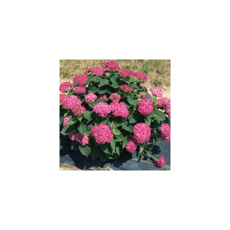 Hortenzija, kokveida ,,Ruby Annabelle,, /Hydrangea arborescens/ - C5 kont.