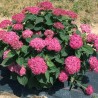 Hortenzija, kokveida ,,Ruby Annabelle,, /Hydrangea arborescens/ - C5 kont.