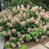 Hortenzija, skarainā ,,Little Quick Fire,, /Hydrangea paniculata/ - C7,5 kont,.