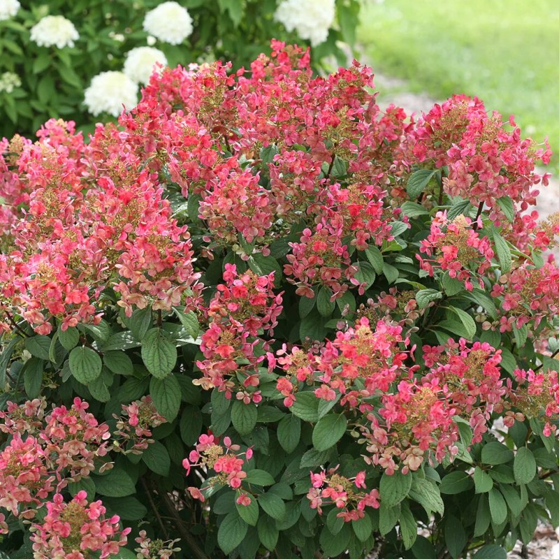Skarainā hortenzija ,,Little Quick Fire,, /Hydrangea paniculata/ - C7,5 kont,.
