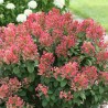 Skarainā hortenzija ,,Little Quick Fire,, /Hydrangea paniculata/ - C7,5 kont,.