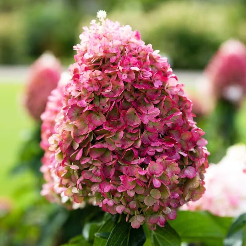 Skarainā hortenzija ,,Living Pinky Promise,, /Hydrangea paniculata/ - C2,5 kont.
