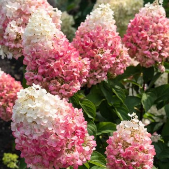 Skarainā hortenzija ,,Living Pinky Promise,, /Hydrangea paniculata/ - C2,5 kont.