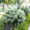 Hortenzija, skarainā ,,Bobo,, /Hydrangea paniculata/ - C3 kont.