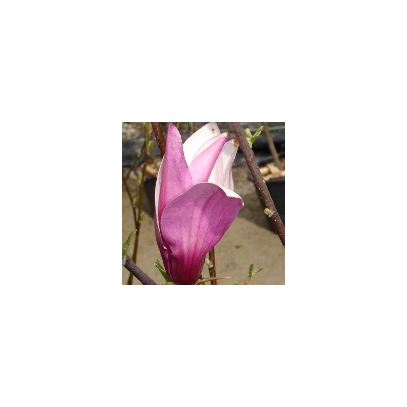 Magnolija 'Purpurea' /Magnolia liliflora/ - C4 kont.