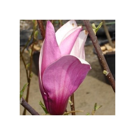 Magnolija 'Purpurea' /Magnolia liliflora/ - C4 kont.