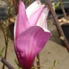 Magnolija 'Purpurea' /Magnolia liliflora/ - C4 kont.