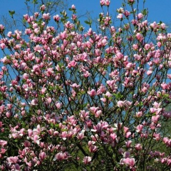 Magnolija ,,Ricki,, /magnolia liliflora/ - C4 kont.