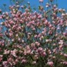 Magnolija ,,Ricki,, /magnolia liliflora/ - C4 kont.