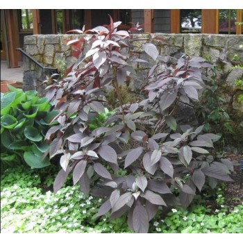 Hortenzija, aslapu "Hot Chocolate" /hydrangea aspera/ - C3 kont. - JŪNIJS