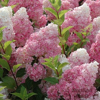 Hortenzija, skarainā ,,Vanille Fraise,, /Hydrangea paniculata/ - C7,5 kont.