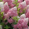 Hortenzija, skarainā ,,Vanille Fraise,, /Hydrangea paniculata/ - C7,5 kont.